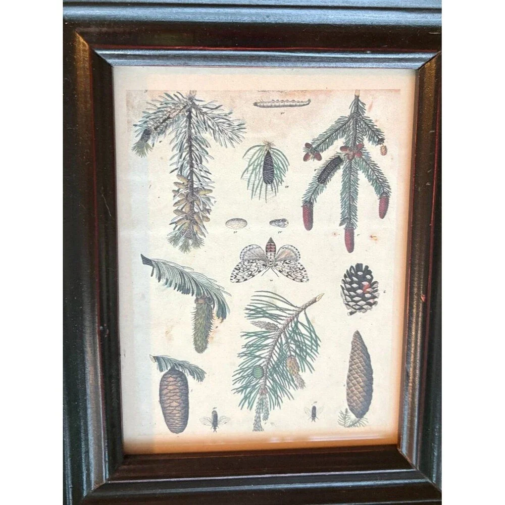 Two Small Decorative Botanical Pine Tree & Cone Prints in Wood Frames